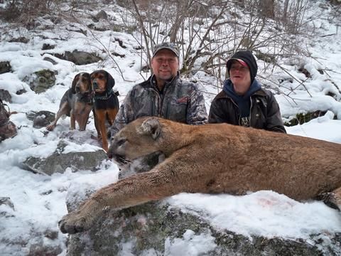 Mountain Lion