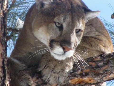 A close up of a mountain lion sitting on a tree branch