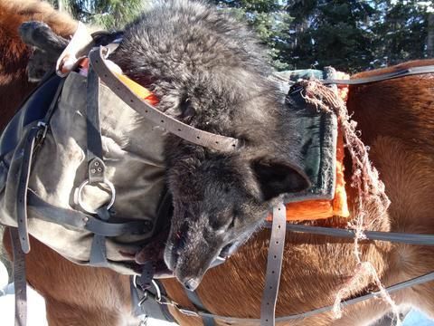 A dog is tied to the back of a brown horse