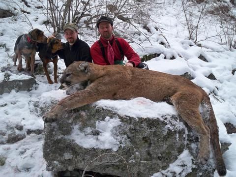 Two men and two dogs are standing next to a mountain lion laying on a rock in the snow.