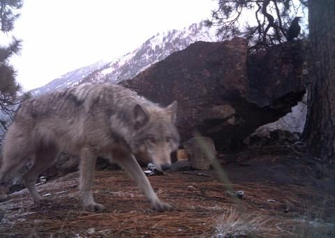 A wolf is standing next to a tree in the woods.