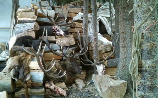 A pile of logs with deer heads on top of it