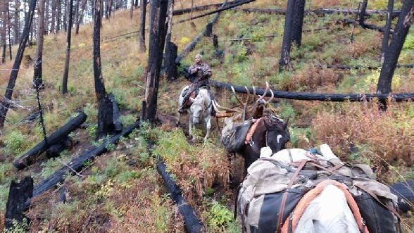 A group of people are riding horses through a forest.