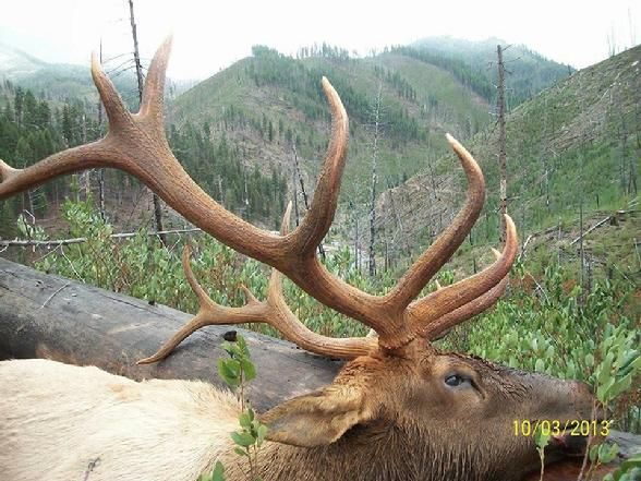 Elk