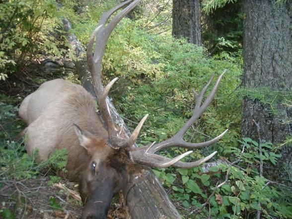 A large elk with antlers is standing in the woods