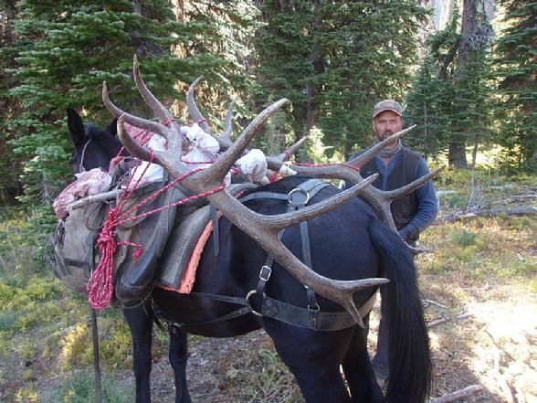 A man is standing next to a horse with antlers on it.
