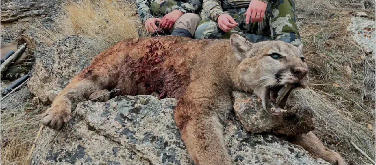 Mountain Lion