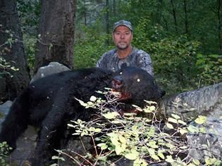 A man is standing next to a large black bear in the woods.