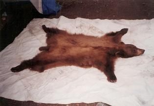 A brown bear is laying on a white towel.