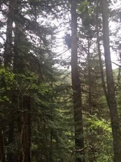 A forest filled with lots of trees and leaves