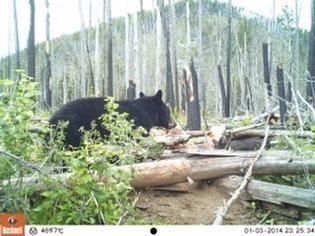 A black bear is eating a piece of wood in the woods.