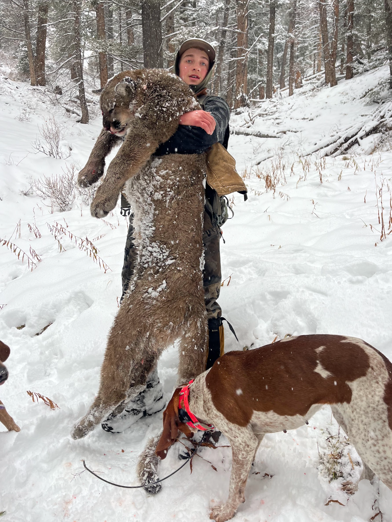 Mountain Lion