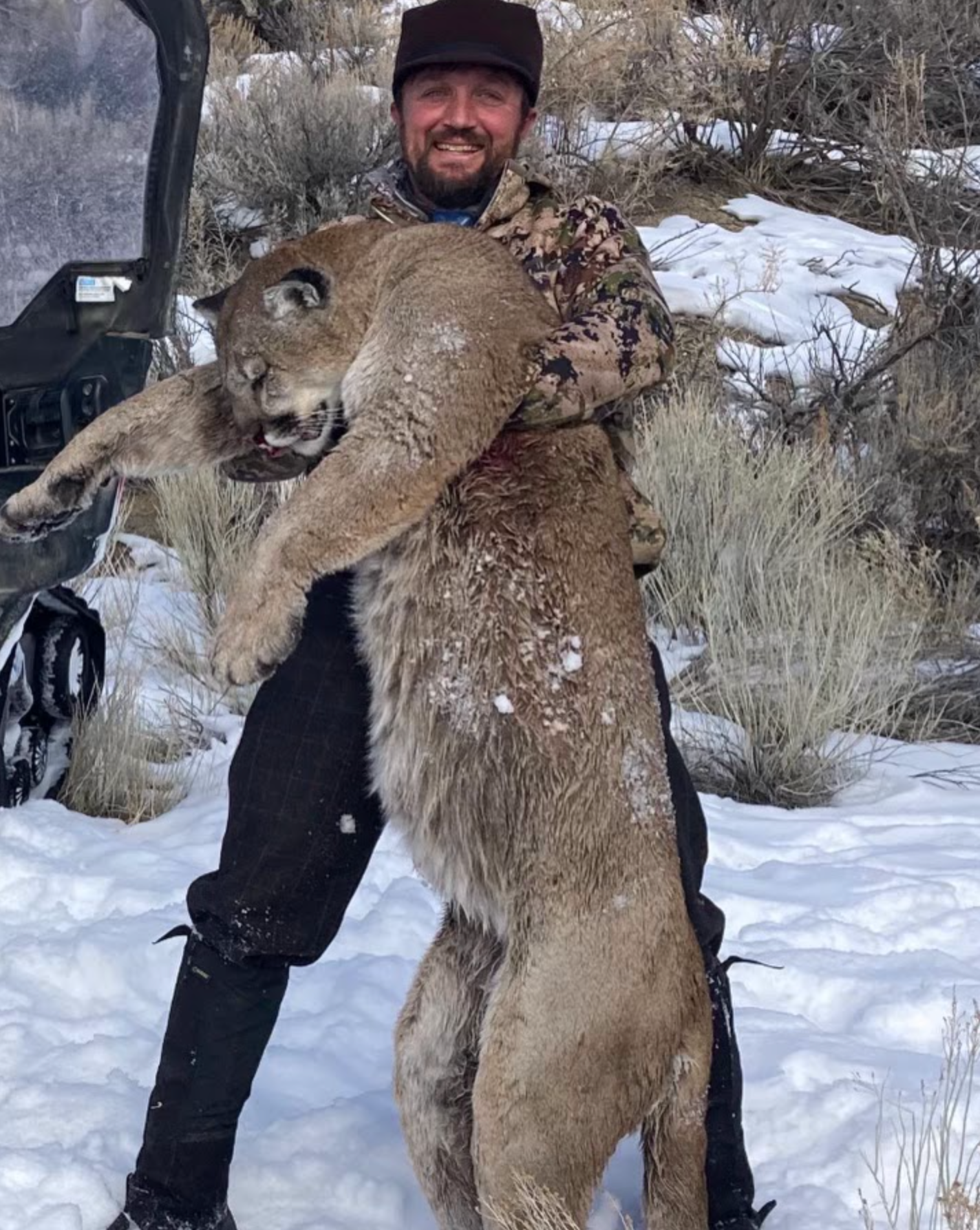 Mountain Lion