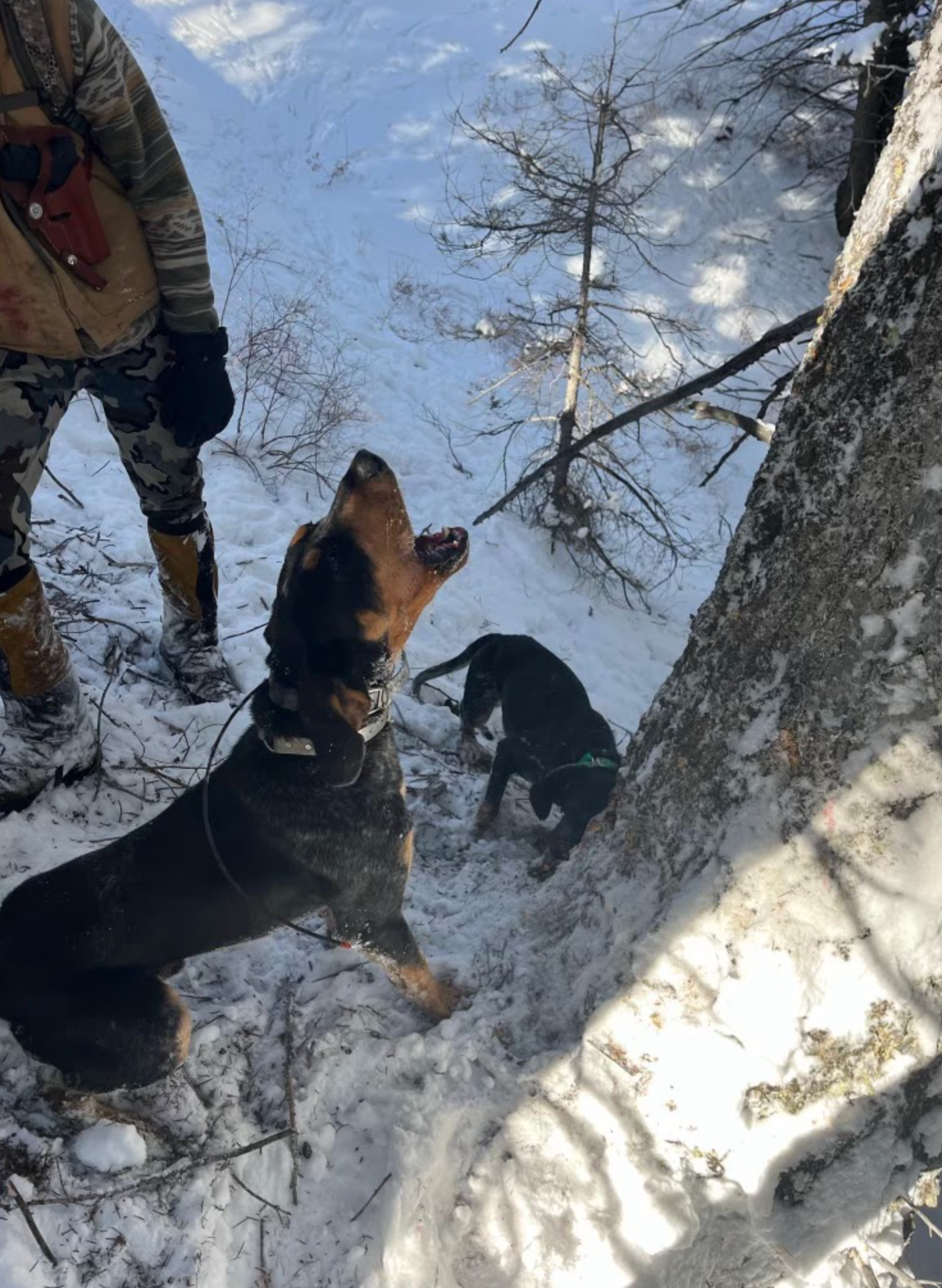 Two dogs are standing next to a tree in the snow.