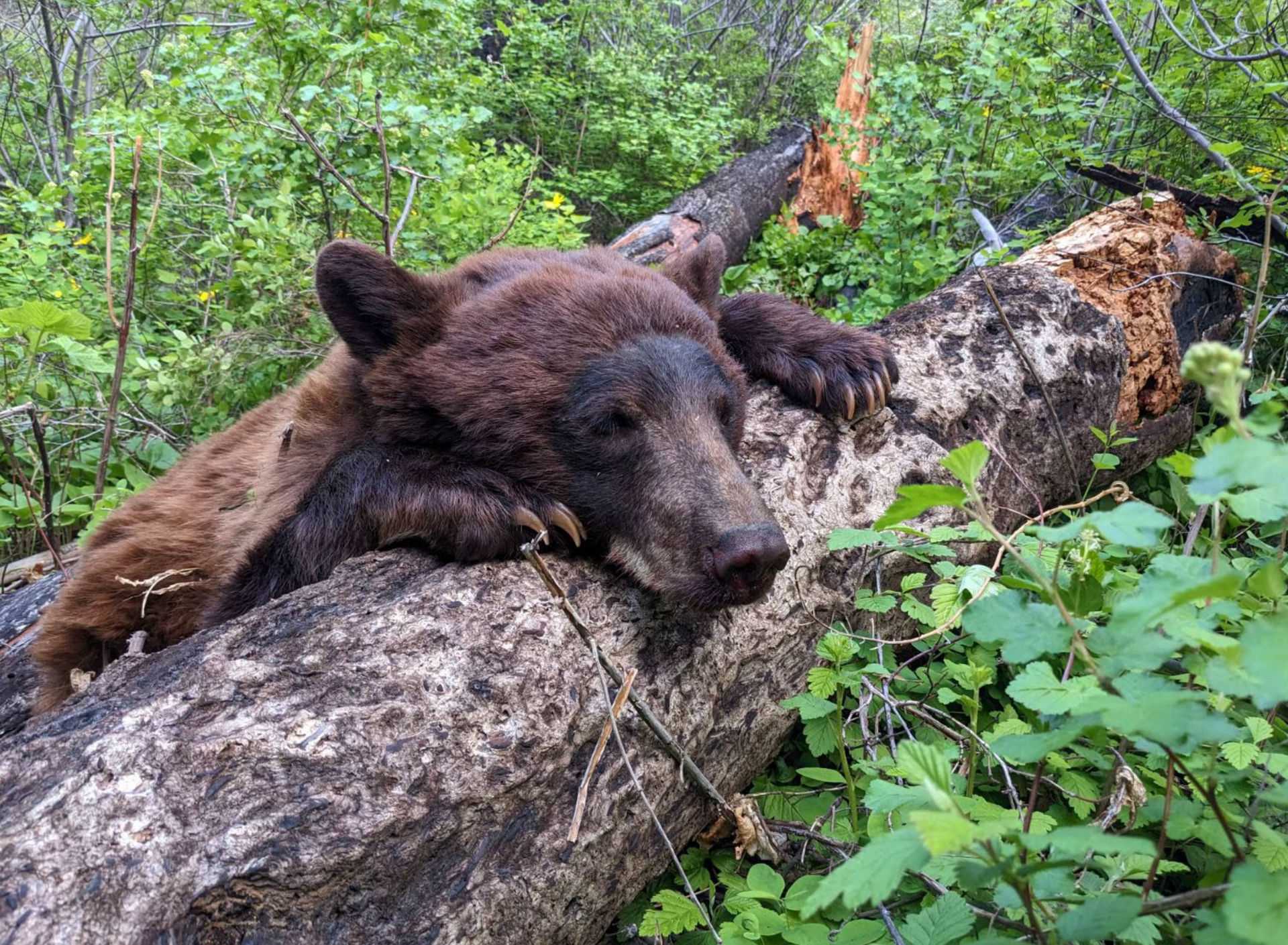 A black bear is laying on a log in the woods.