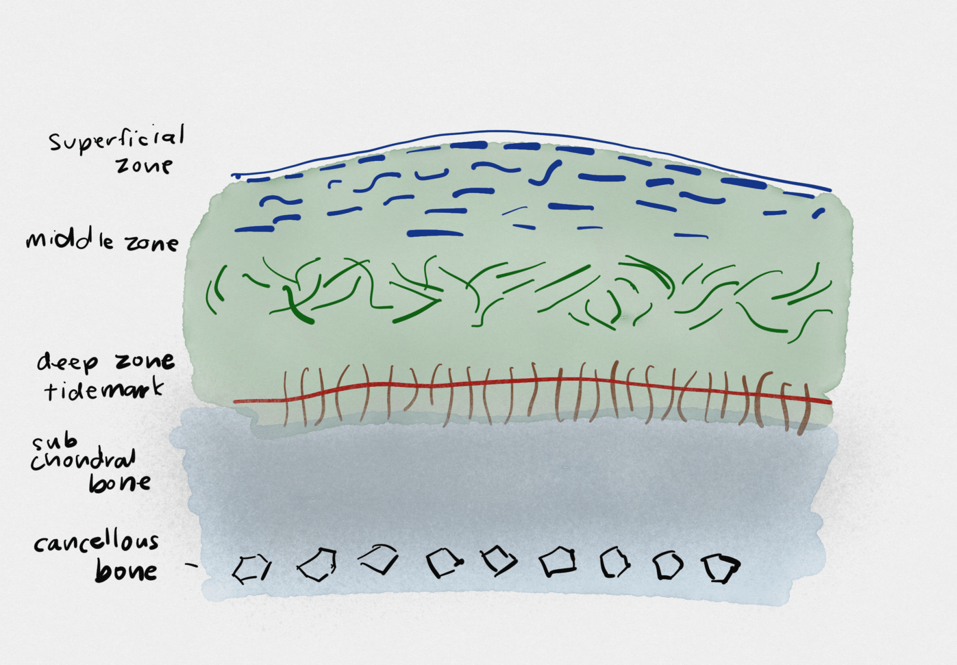 A diagram showing the different zones of a bone