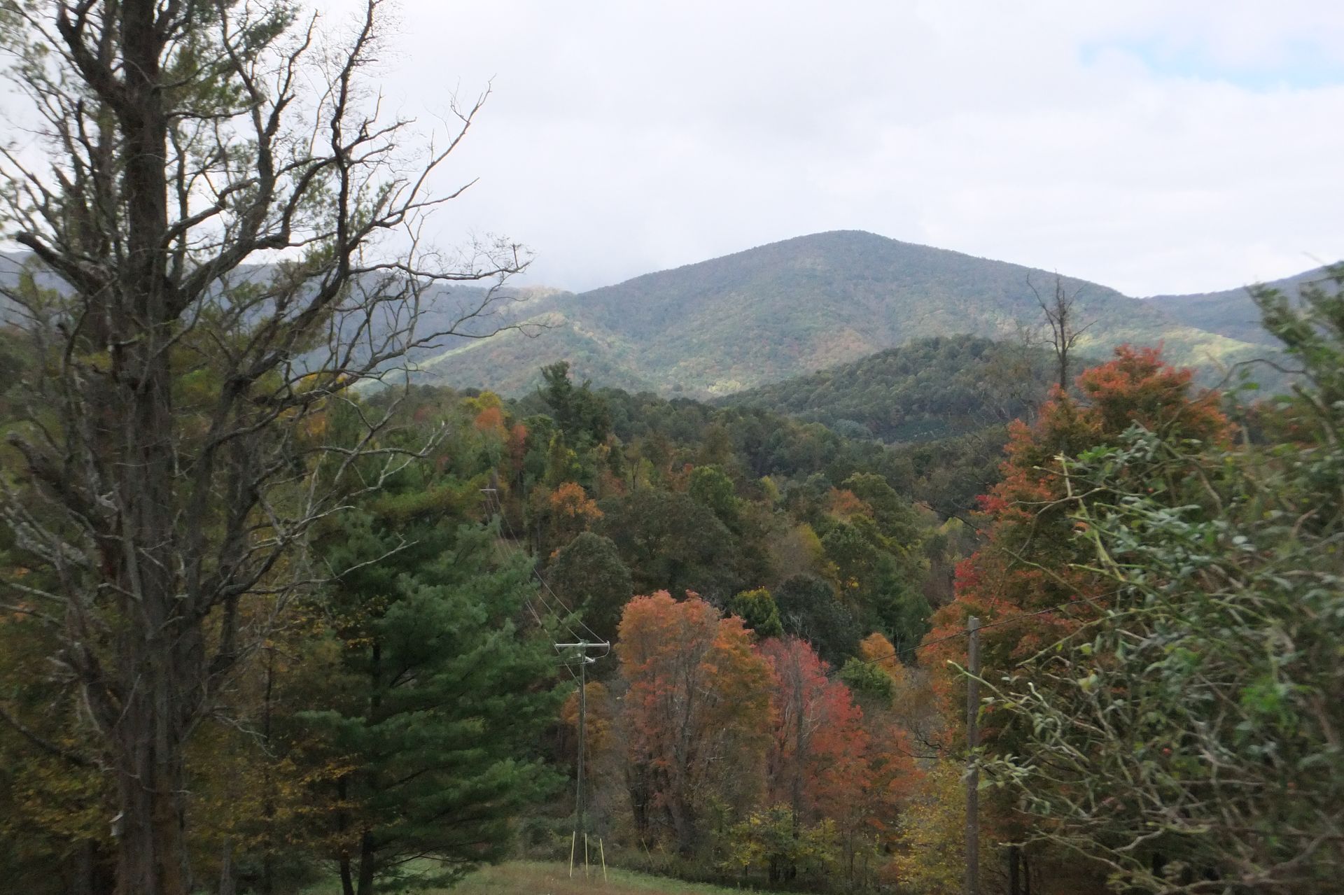 A view of a forest with mountains in the background