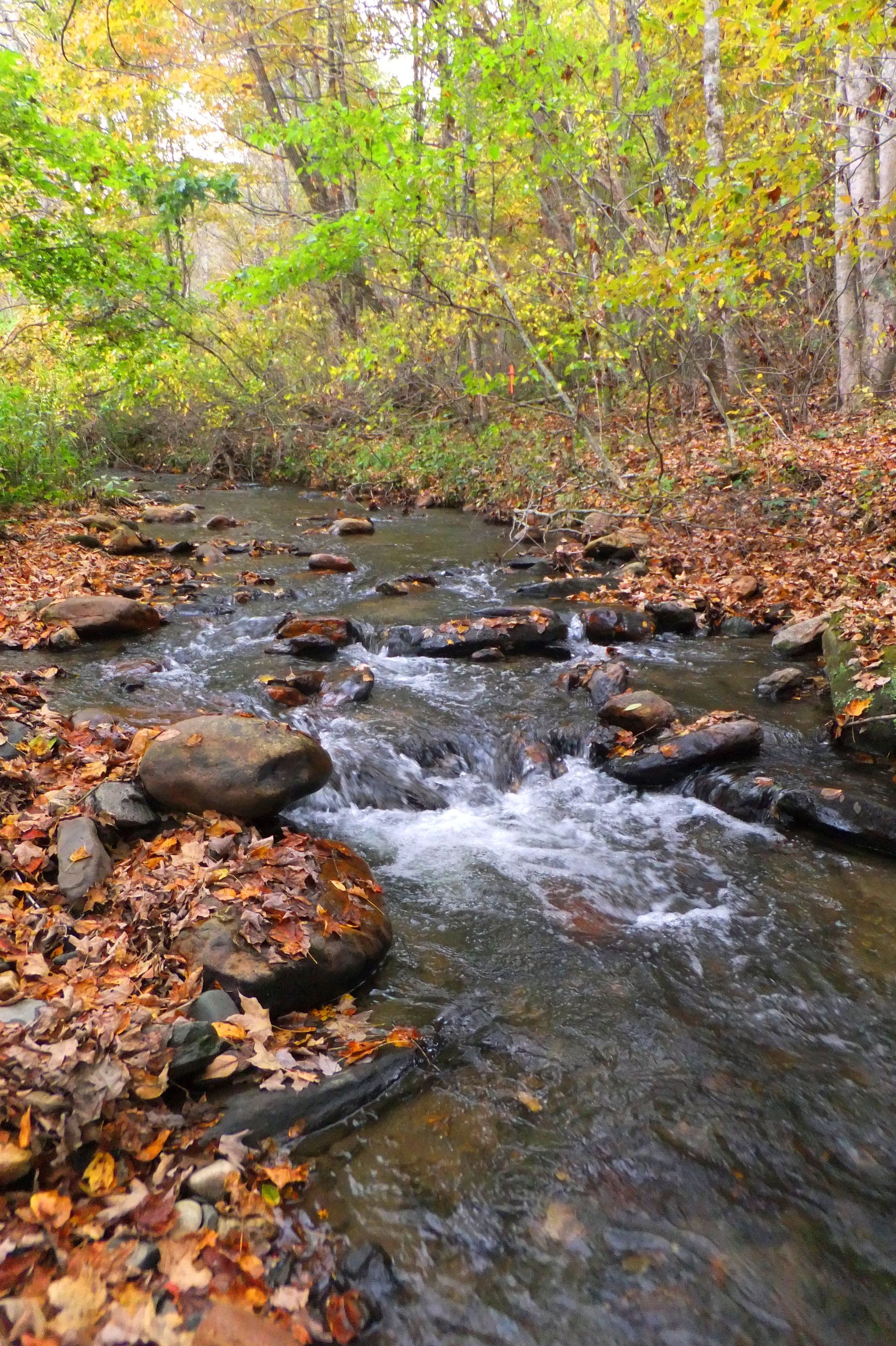 A stream flowing through a forest with rocks and leaves