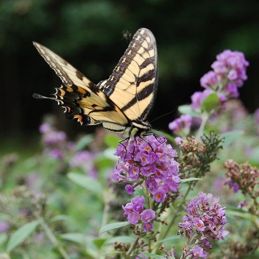 A butterfly is perched on a purple flower