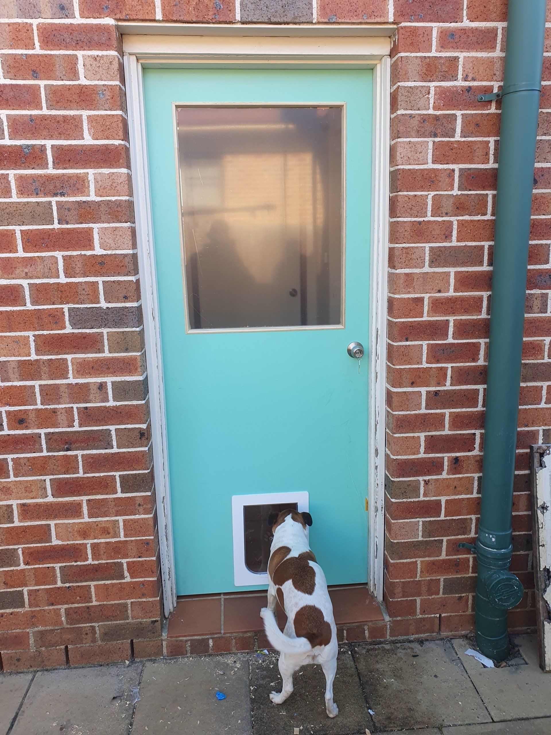 Custom Fitted Pet Doors Narellan and Picton, NSW