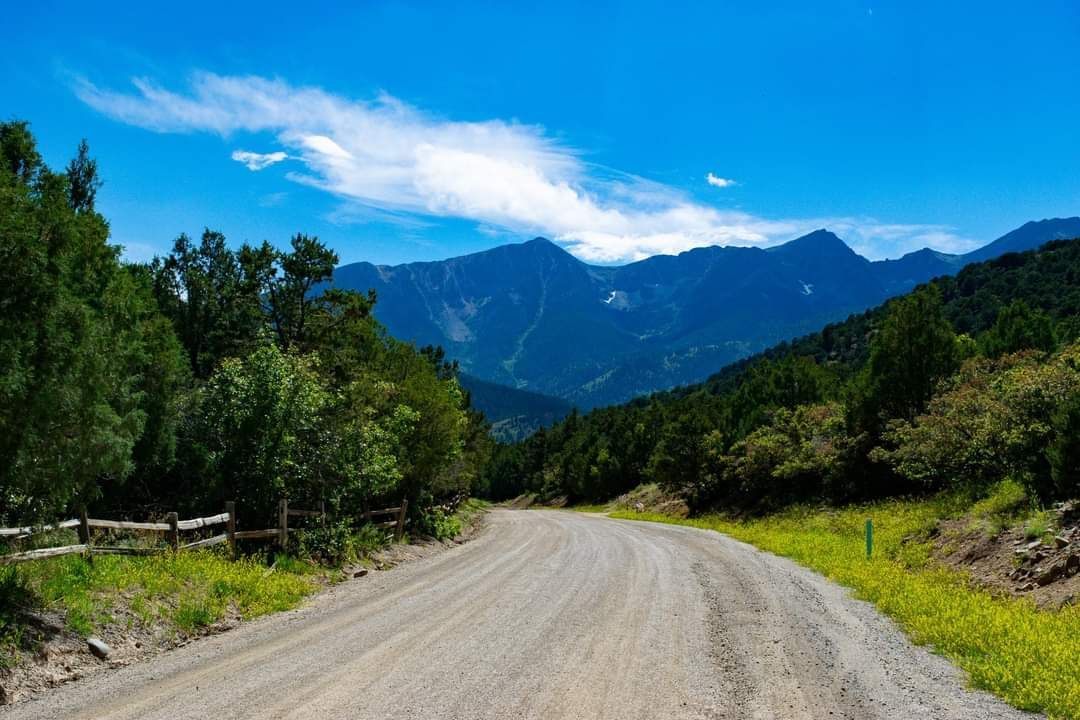 A dirt road going through a forest with mountains in the background.