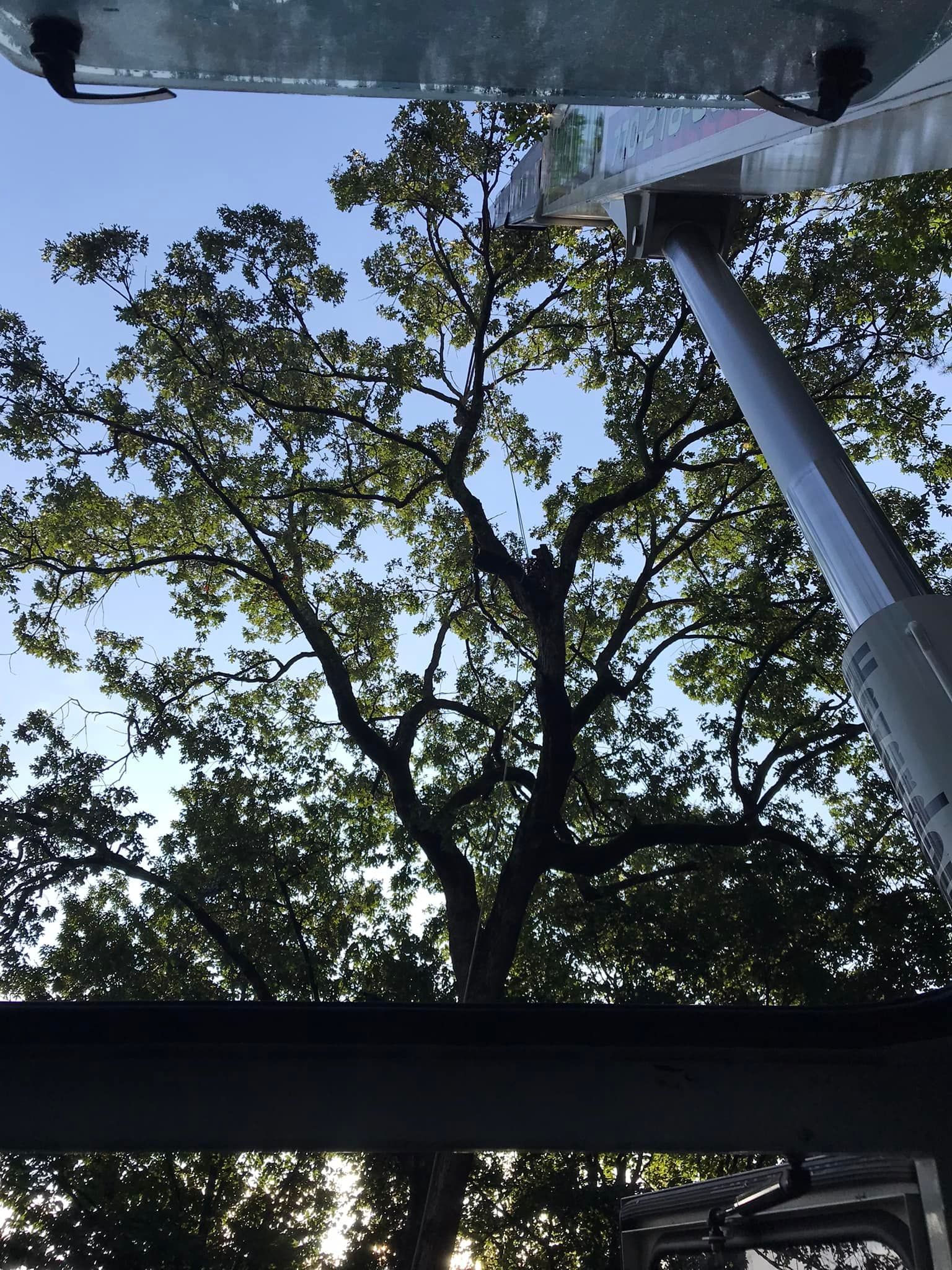 Looking up at a tree from underneath a roof