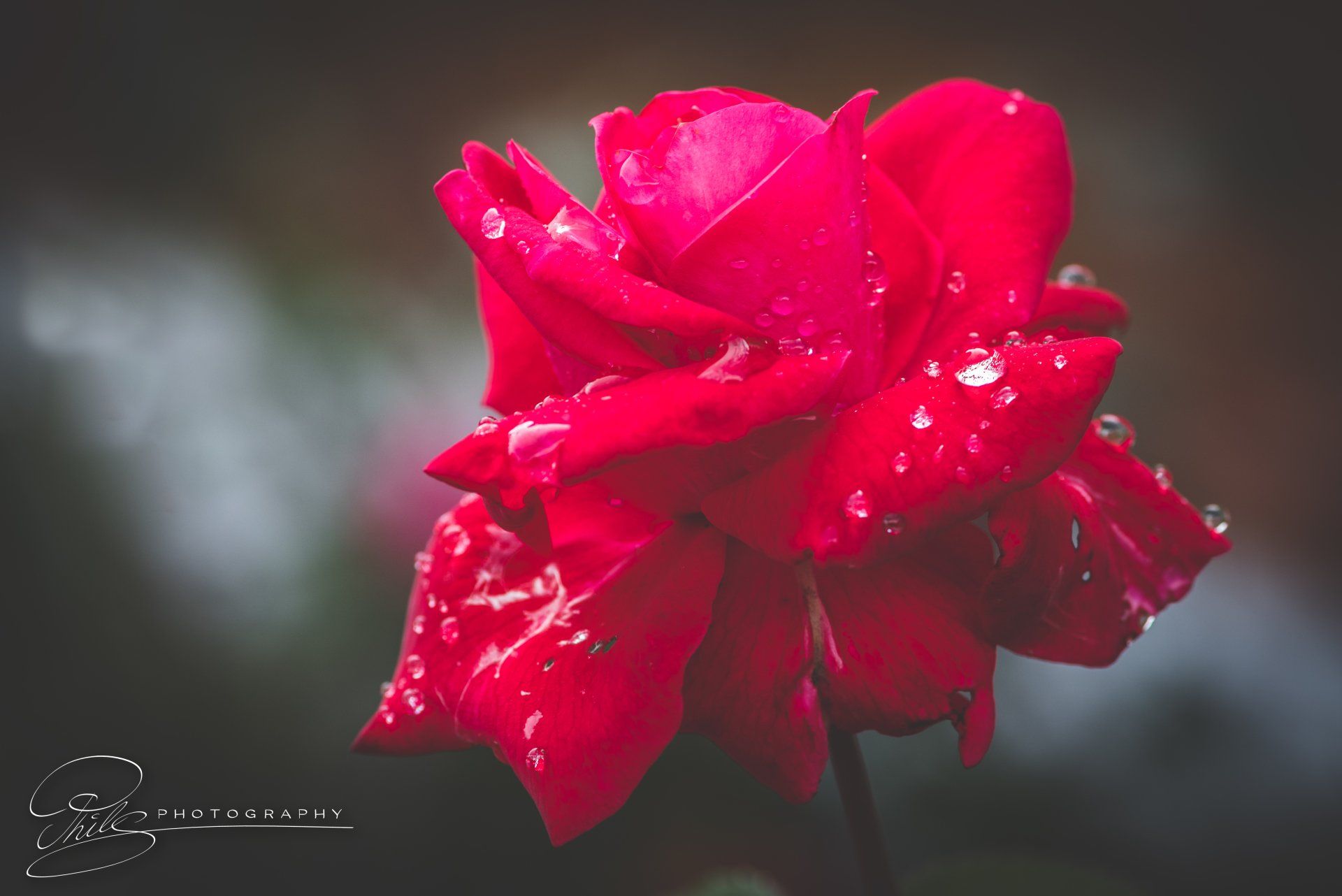Rose mit Wassertropfen