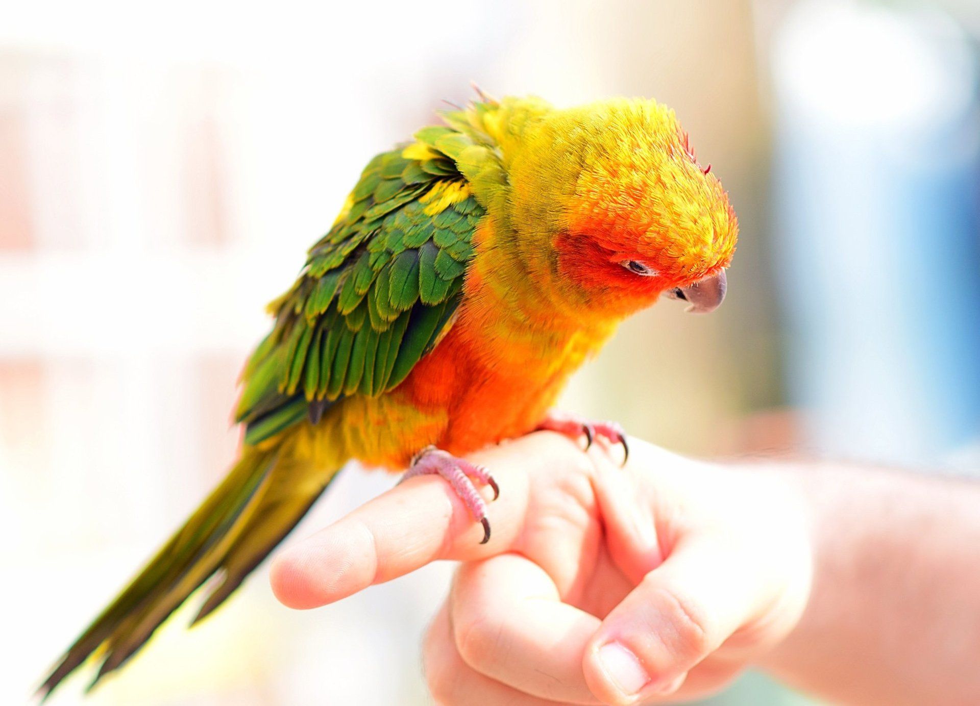 a parrot standing on the hand of a vet