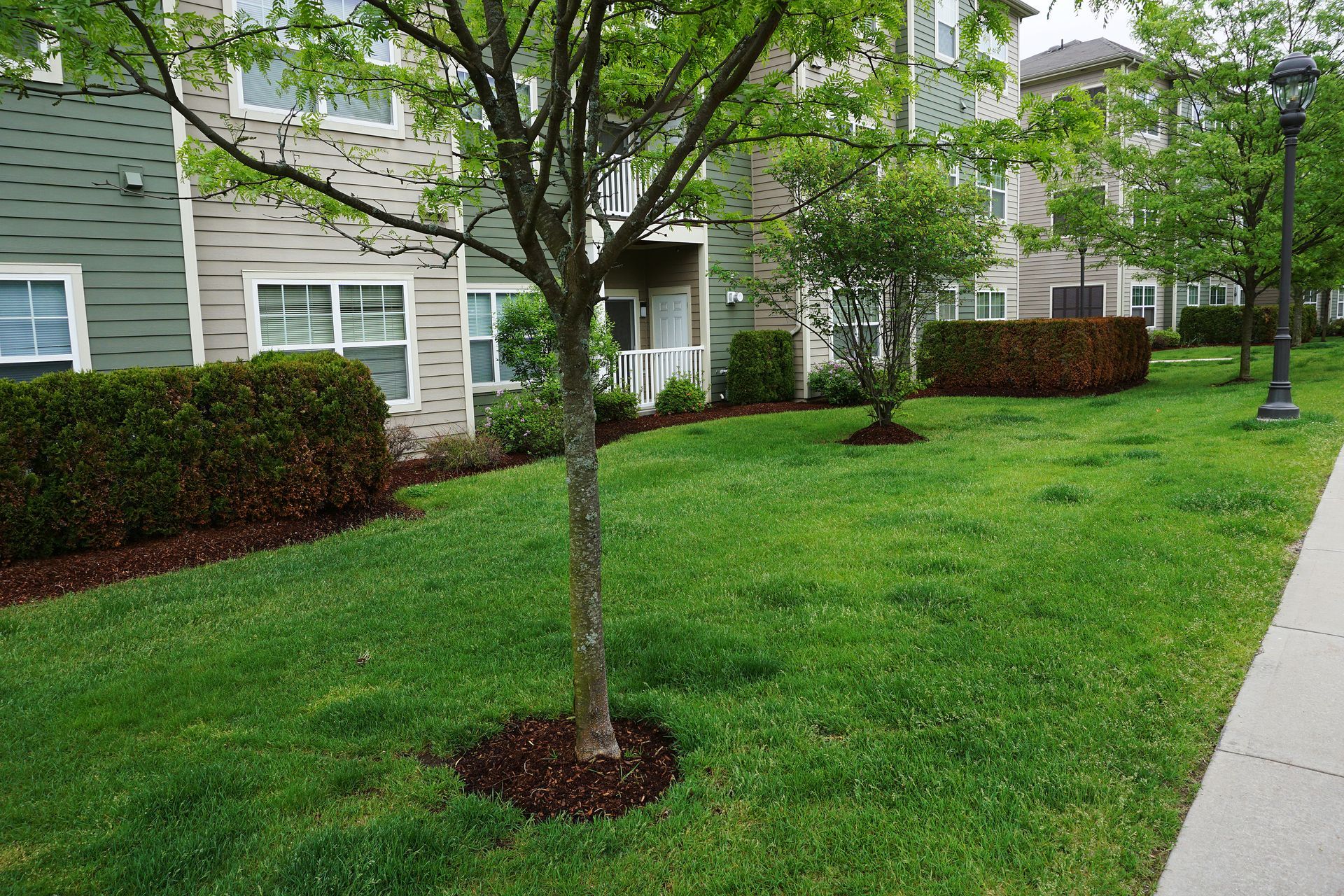 A lush green lawn with a tree in the middle of it in front of a building.