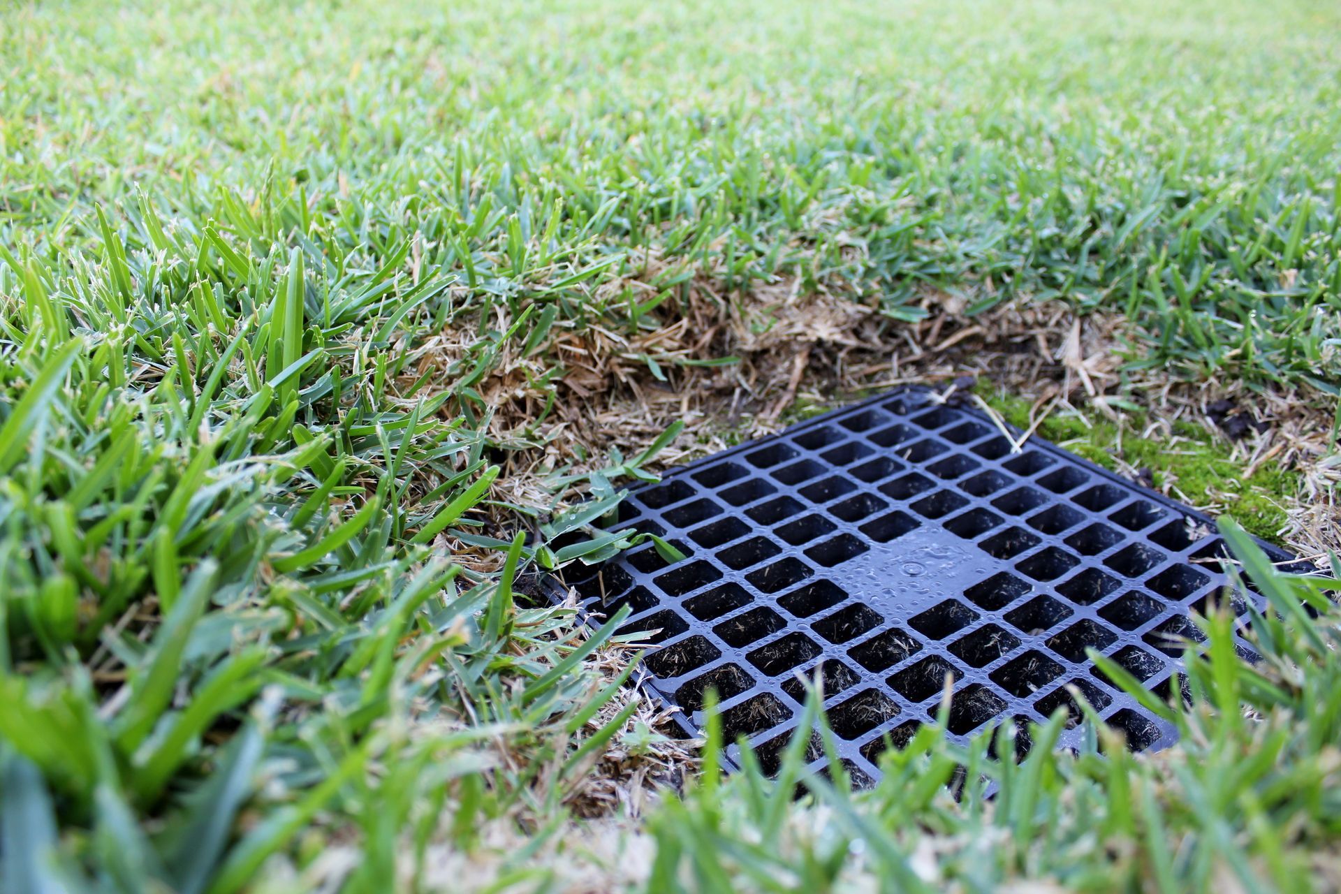 A black drain cover is sitting in the middle of a lush green lawn.