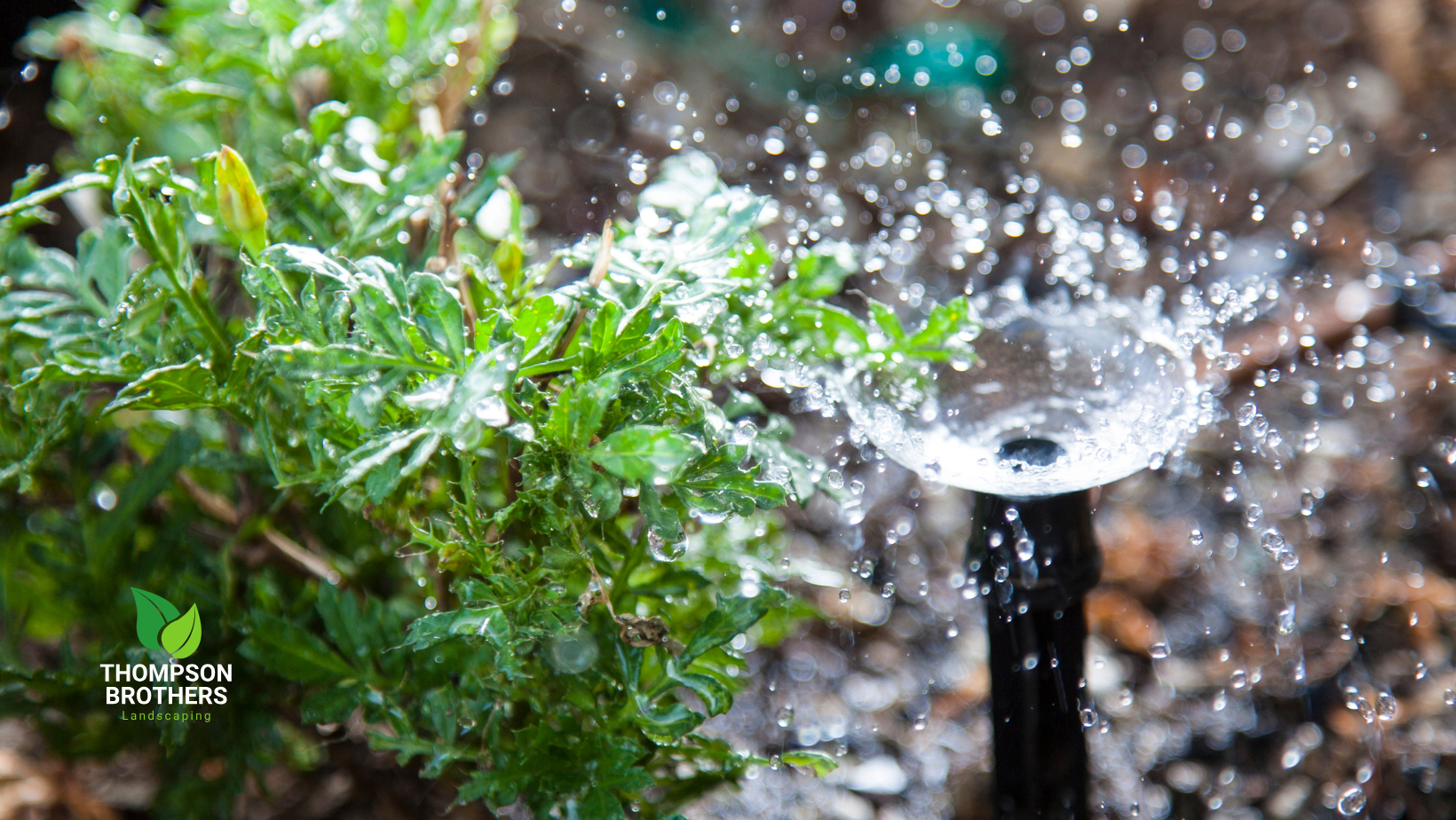 A close up of a sprinkler spraying water on a plant.