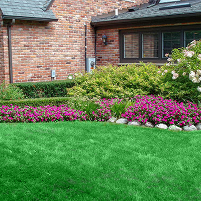 A lush green lawn with purple flowers in front of a brick house.