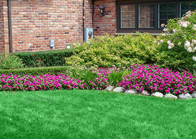 A lush green lawn with purple flowers in front of a brick house.