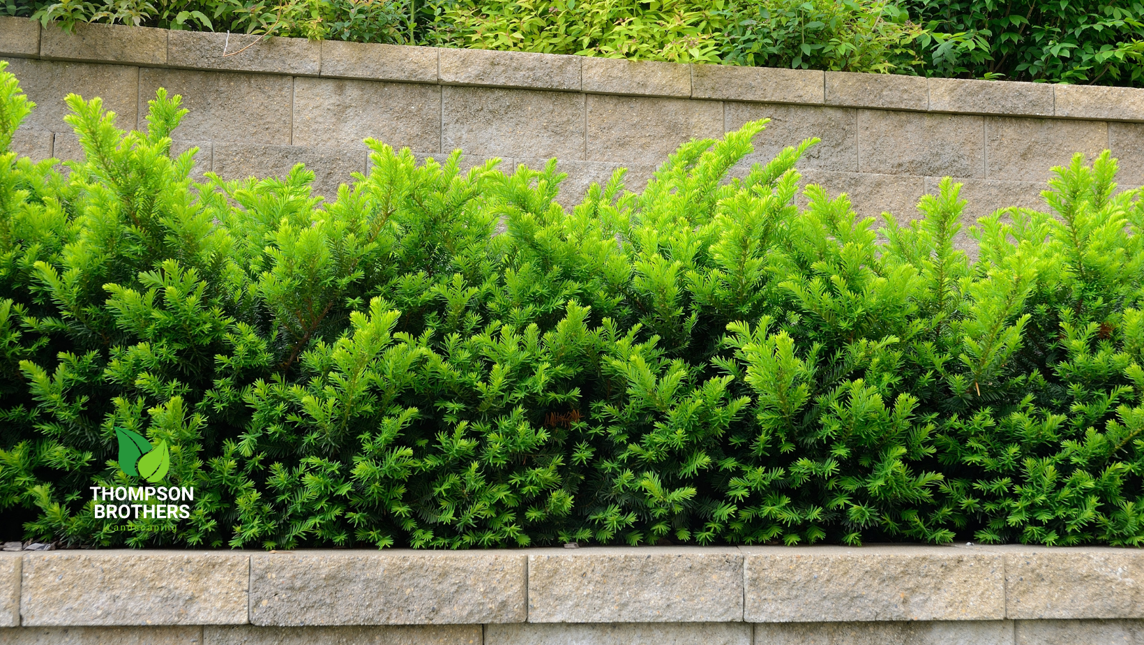 A row of green bushes growing on a brick wall, retaining wall.