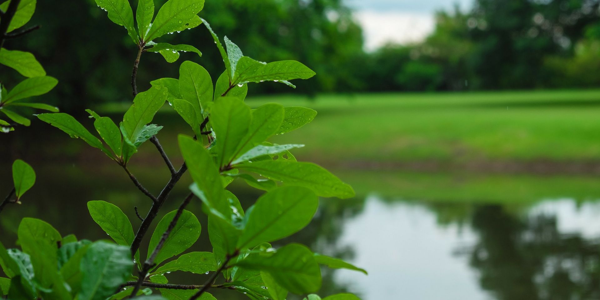A close up of a tree branch with water drops on it and a lake in the background.