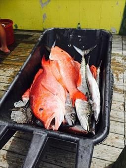 A wheelbarrow filled with fish on a wooden deck.