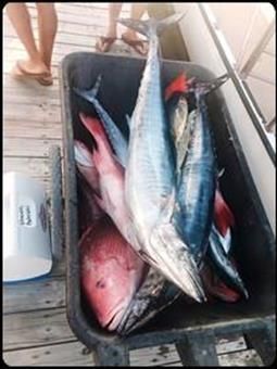 A bunch of fish are in a cooler on a dock.