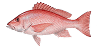 A close up of a red fish on a white background
