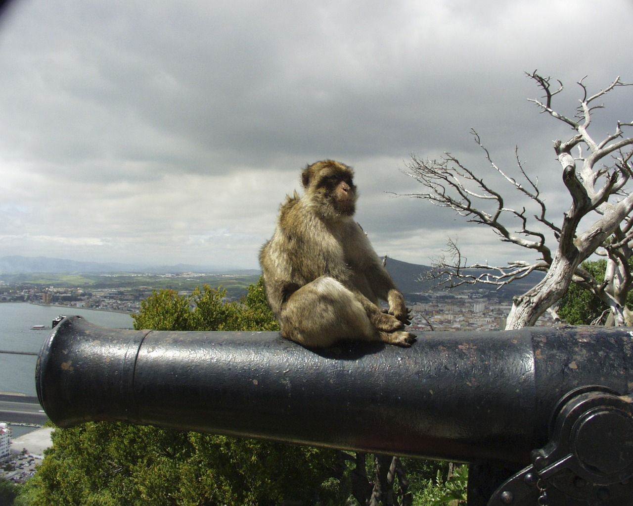 A monkey is sitting on top of a cannon with a city in the background