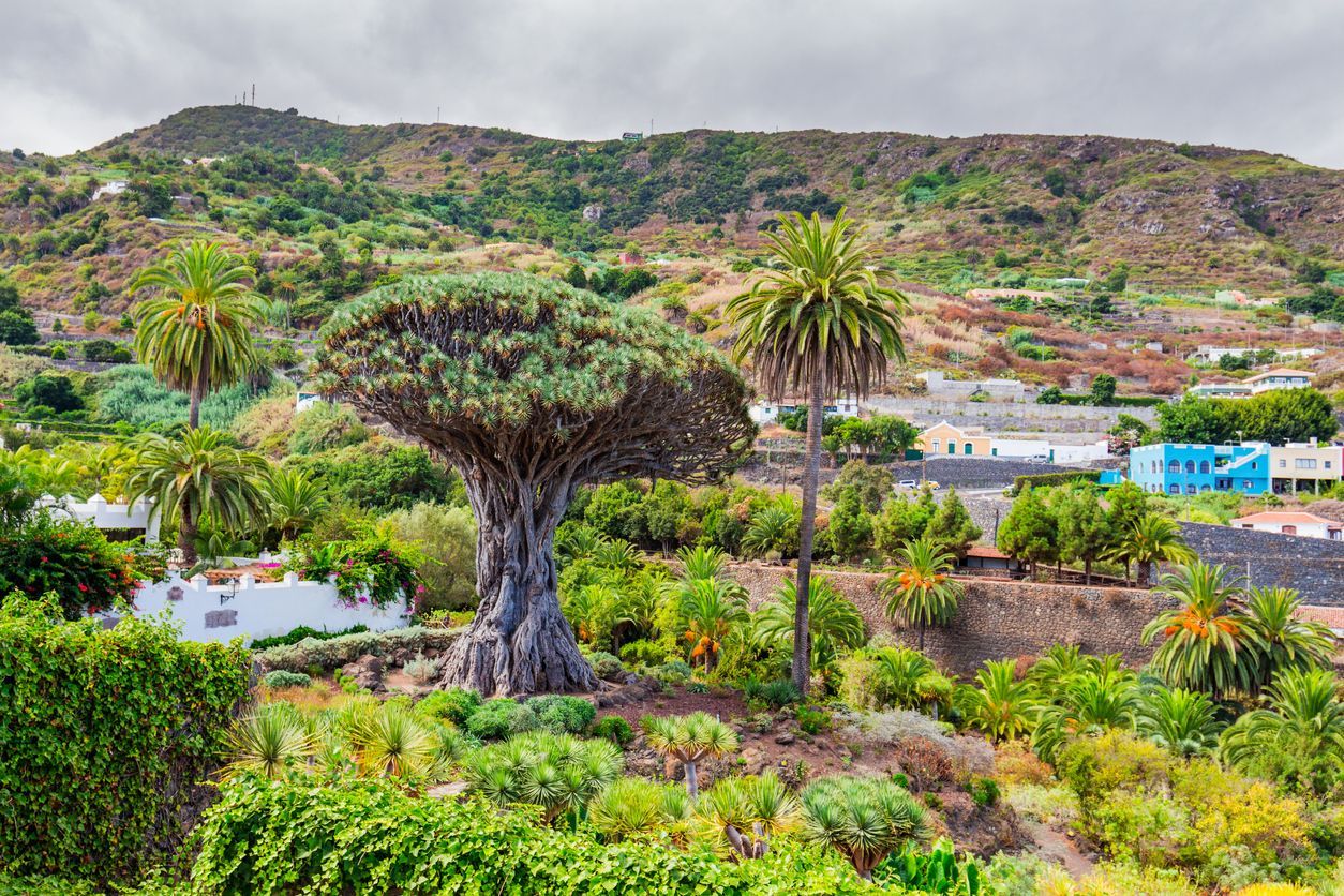 There is a large tree in the middle of a lush green forest.