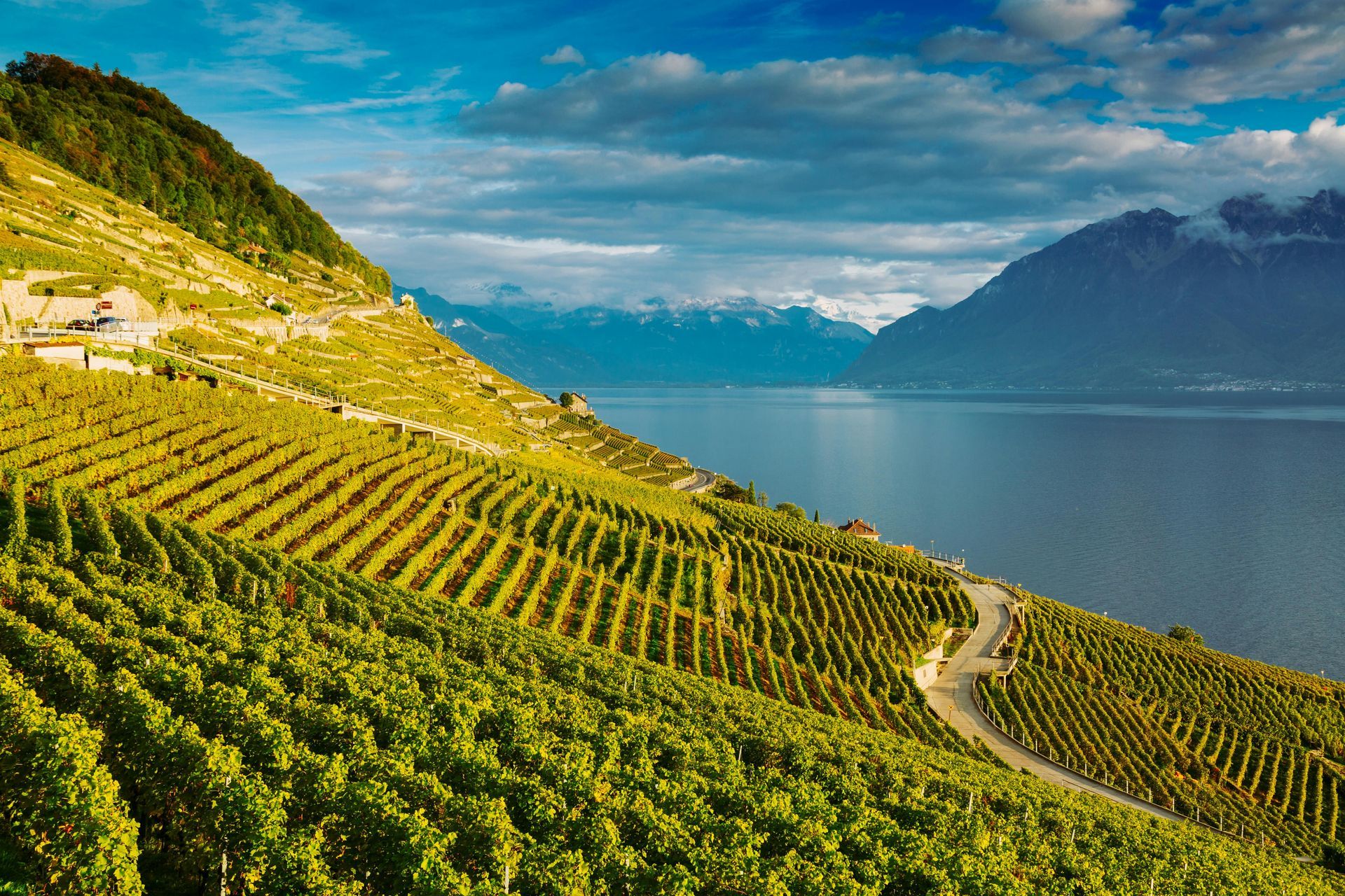 A vineyard on a hill overlooking a lake with mountains in the background