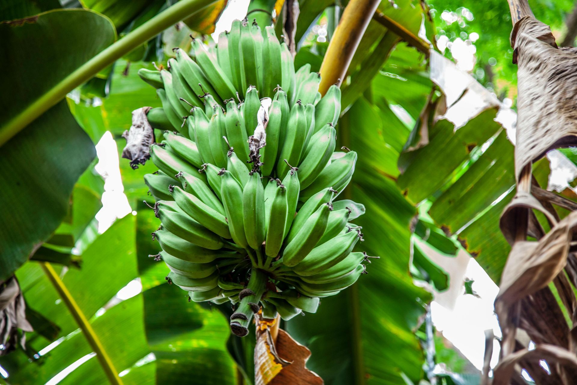 A bunch of green bananas growing on a banana tree.