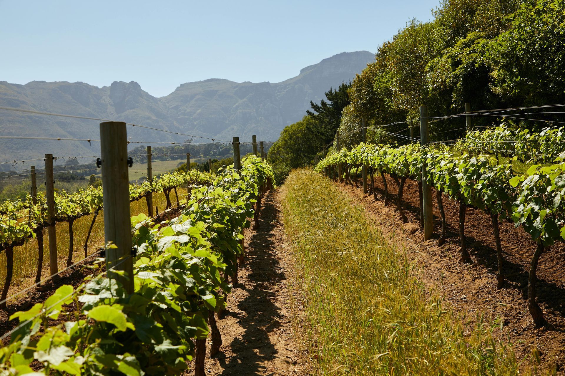 A row of vines in a vineyard with mountains in the background