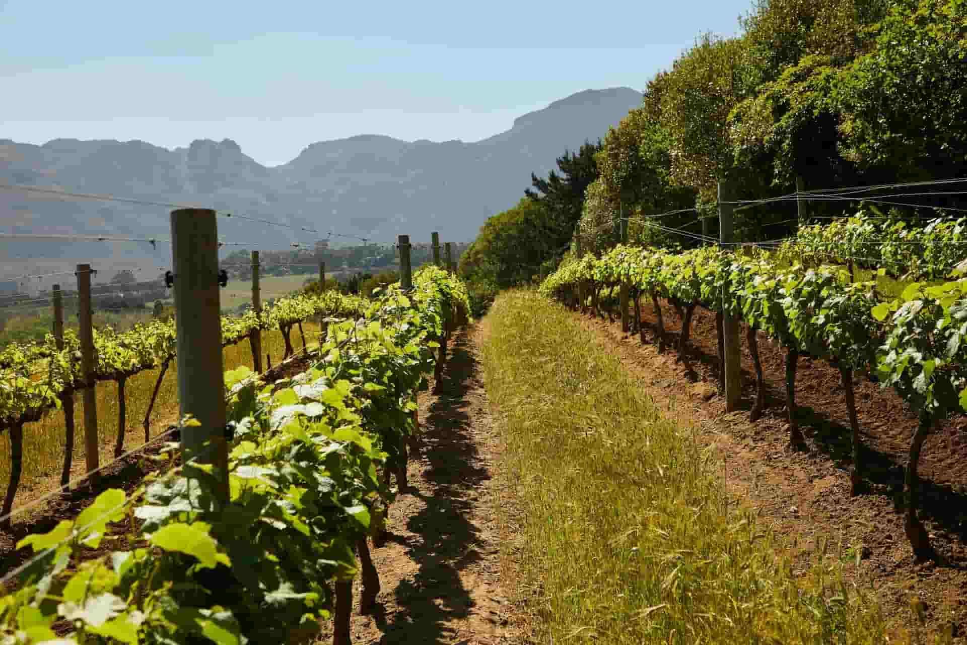 A vineyard on a hill overlooking a lake with mountains in the background