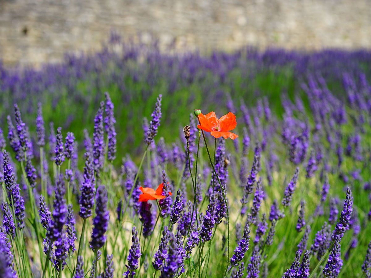 Fiori per floriterapia