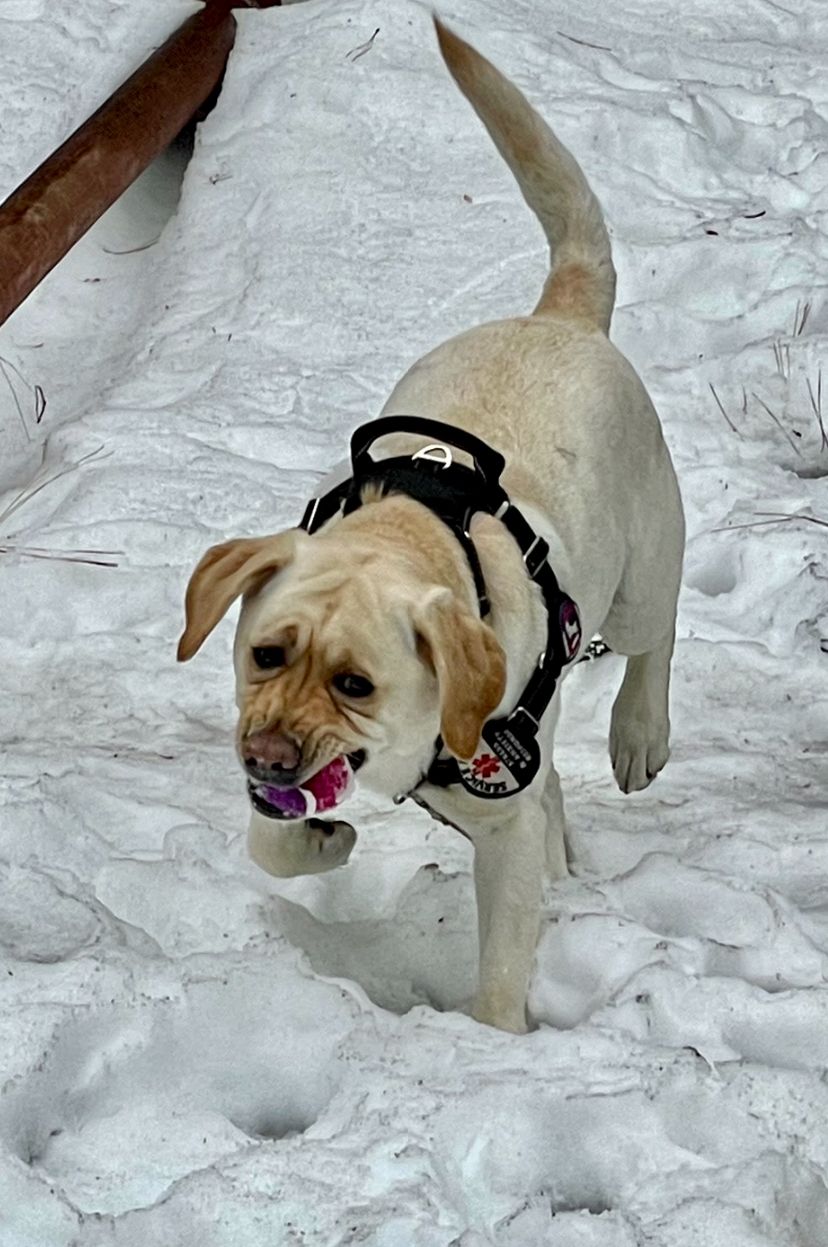 Yellow Labrador dog in snow, running with a toy in its mouth, wearing a harness.