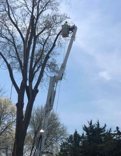 A man is cutting a tree with a crane.