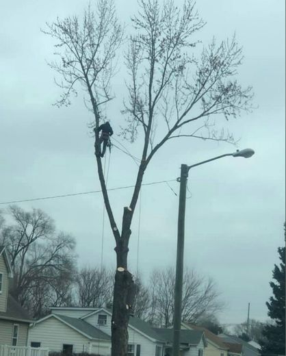A man is cutting down a tree in a residential area