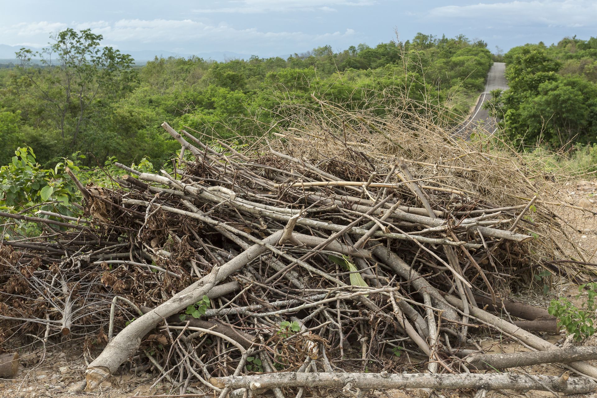 A pile of logs in the middle of a forest with a road in the background.