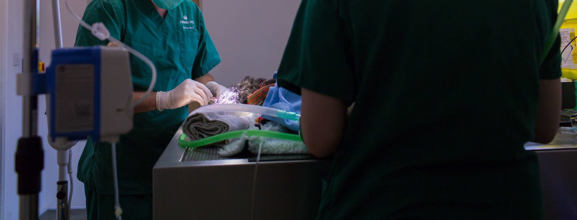 Our Pet Services Vets in Sidmouth Jurassic Vets